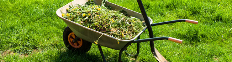 Une brouette pleine d'herbe fraichement coupée